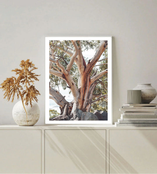 Australian Gum Photography Print