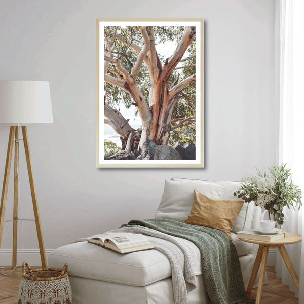 Australian Gum Photography Print