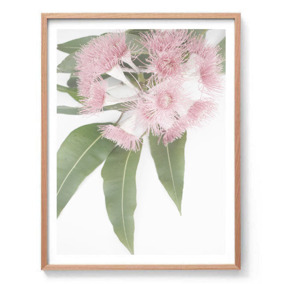 Flowering Gum Print