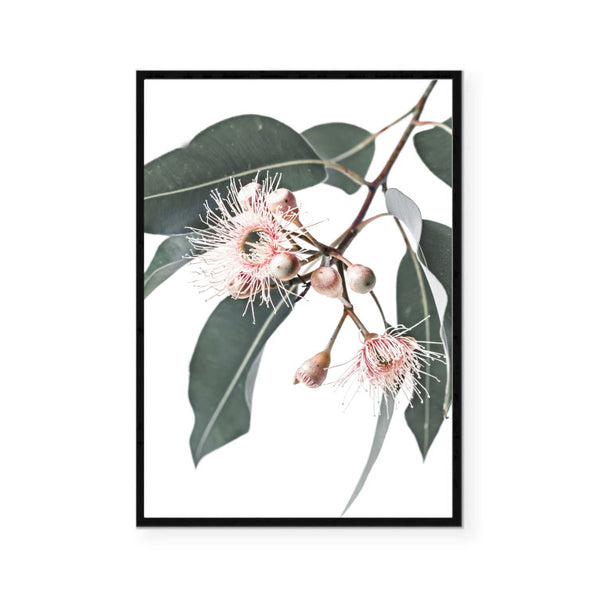 Flowering Gum Stem Print