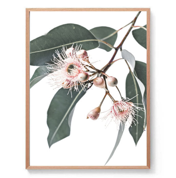 Flowering Gum Stem Print