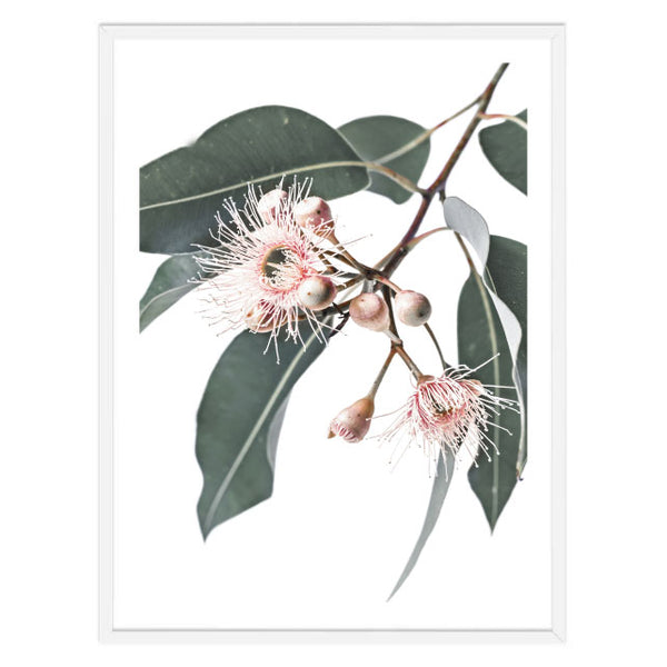Flowering Gum Stem Print