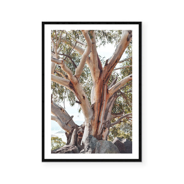 Australian Gum Photography Print