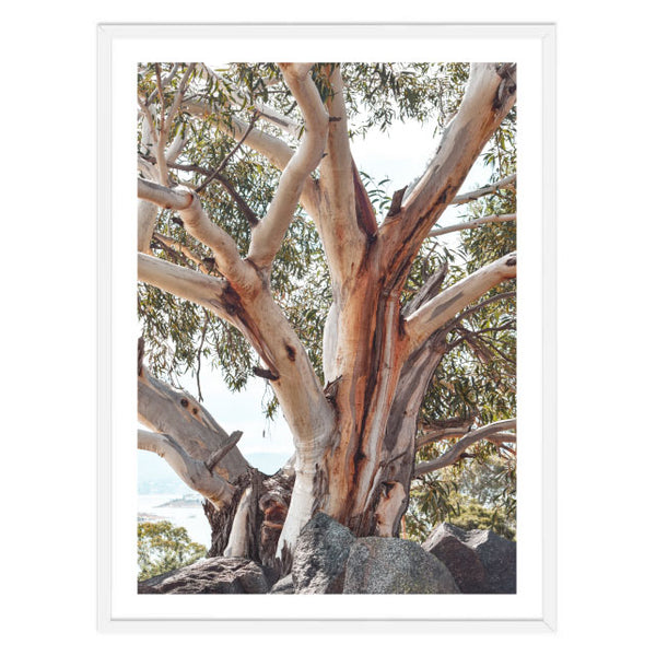 Australian Gum Photography Print