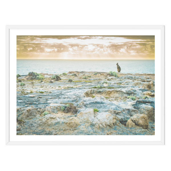 Sunrise Kanagaroo Print