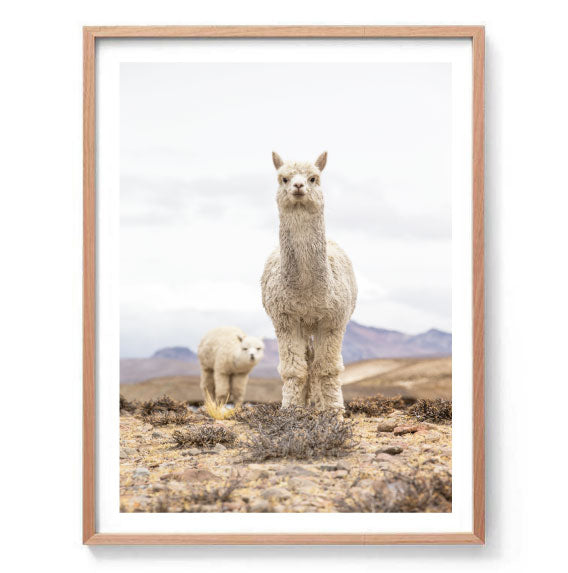Llama Llama Print