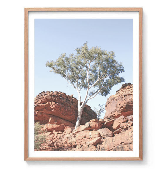 Red Rock Gum Photography Print