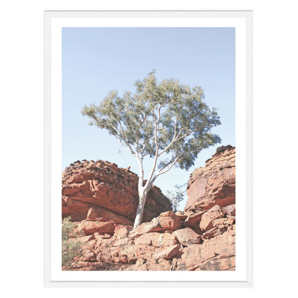 Red Rock Gum Photography Print