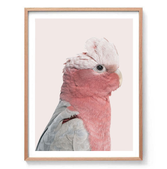 Rosie the Pink Cockatoo
