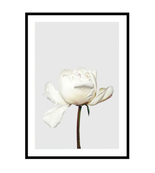 Peonia Photographic Print-Art for Interiors-Online Framed-Australian Made Wall Art-Milk n Honey Designs