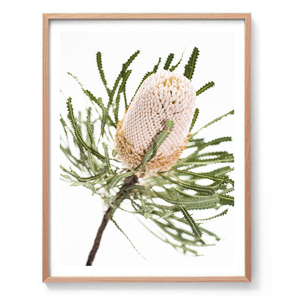 Banksia II Photography Print-Art for Interiors-Online Framed-Australian Made Wall Art-Milk n Honey Designs