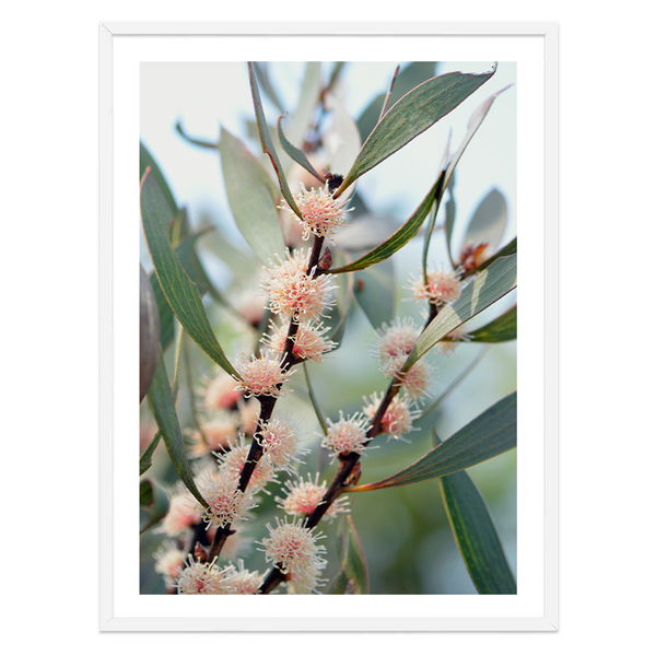 Native Blossom Photography Print