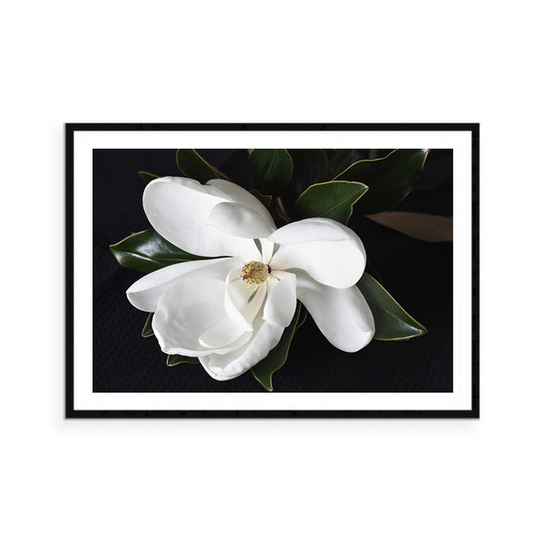 Magnolia in Bloom Print-Art for Interiors-Online Framed-Australian Made Wall Art-Milk n Honey Designs