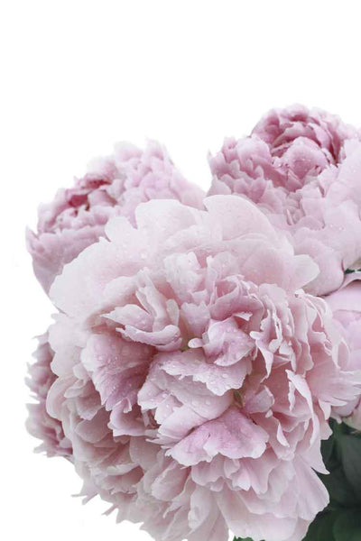 Peonies in Bloom-Art for Interiors-Online Framed-Australian Made Wall Art-Milk n Honey Designs