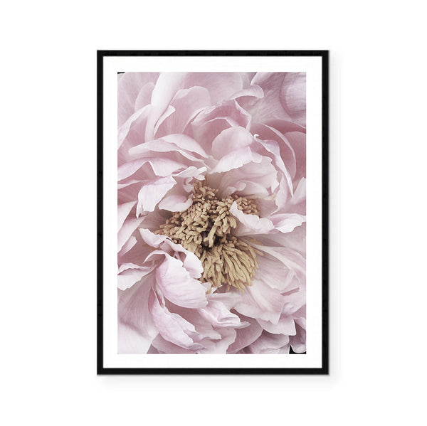 Pink Peony Print-Art for Interiors-Online Framed-Australian Made Wall Art-Milk n Honey Designs