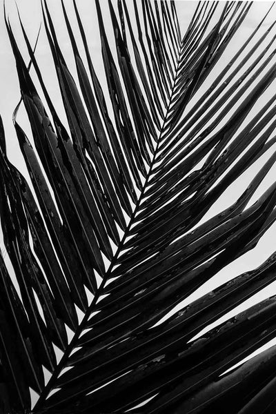 Mono Palm Leaf Print-Art for Interiors-Online Framed-Australian Made Wall Art-Milk n Honey Designs