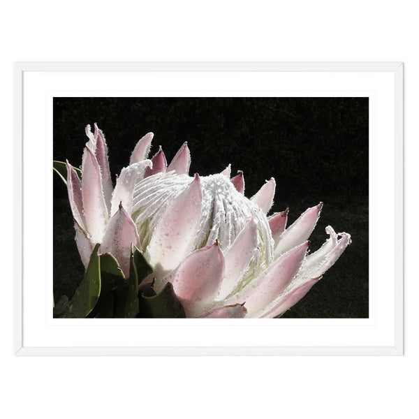 Dark Protea Print-Art for Interiors-Online Framed-Australian Made Wall Art-Milk n Honey Designs