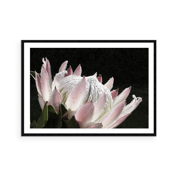 Dark Protea Print-Art for Interiors-Online Framed-Australian Made Wall Art-Milk n Honey Designs