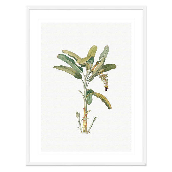 Vintage Banana Tree Illustration Print-Art for Interiors-Online Framed-Australian Made Wall Art-Milk n Honey Designs