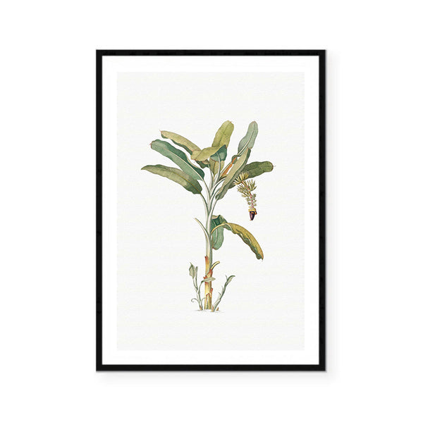 Vintage Banana Tree Illustration Print-Art for Interiors-Online Framed-Australian Made Wall Art-Milk n Honey Designs