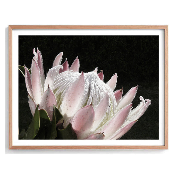 Dark Protea Print-Art for Interiors-Online Framed-Australian Made Wall Art-Milk n Honey Designs