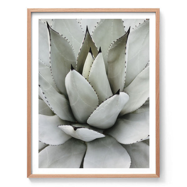 Agave Core Print-Art for Interiors-Online Framed-Australian Made Wall Art-Milk n Honey Designs