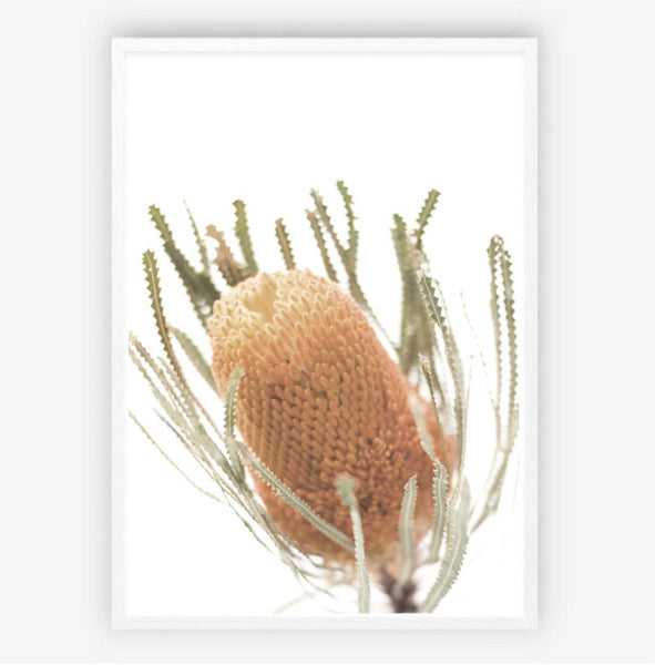 Banksia Photography Print-Art for Interiors-Online Framed-Australian Made Wall Art-Milk n Honey Designs