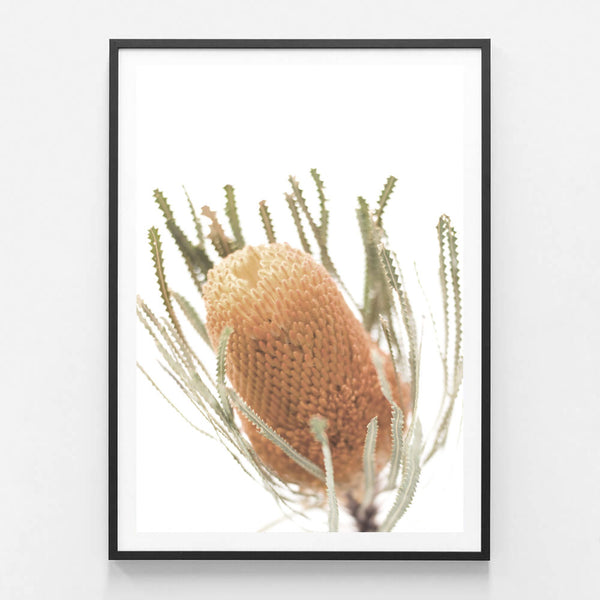 Banksia Photography Print-Art for Interiors-Online Framed-Australian Made Wall Art-Milk n Honey Designs