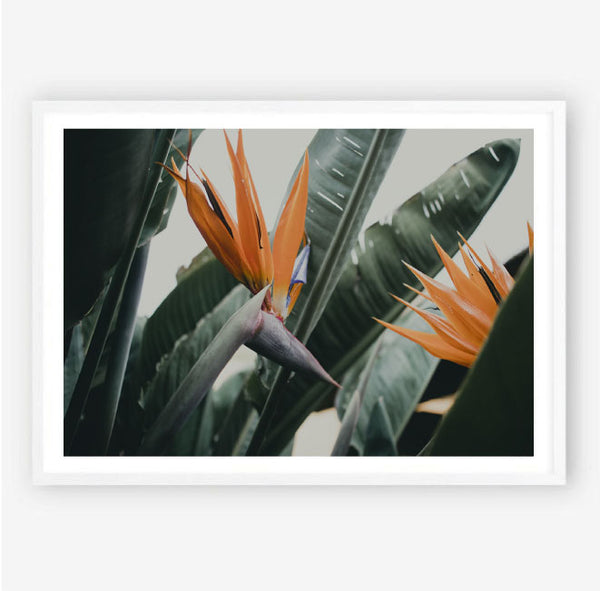 Bird of Paradise Leaf Print-Art for Interiors-Online Framed-Australian Made Wall Art-Milk n Honey Designs
