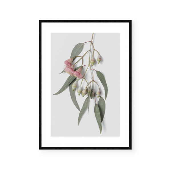 Flowering Gum Leaves Print