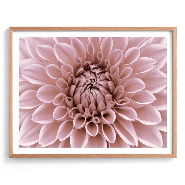 Dahlia in Bloom Print-Art for Interiors-Online Framed-Australian Made Wall Art-Milk n Honey Designs