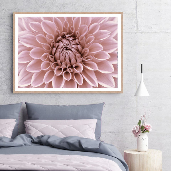 Dahlia in Bloom Print-Art for Interiors-Online Framed-Australian Made Wall Art-Milk n Honey Designs