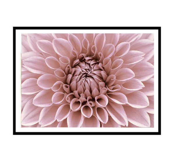 Dahlia in Bloom Print-Art for Interiors-Online Framed-Australian Made Wall Art-Milk n Honey Designs