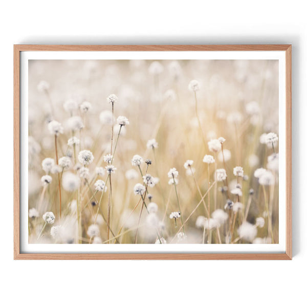 Dandelion Fields Print-Art for Interiors-Online Framed-Australian Made Wall Art-Milk n Honey Designs