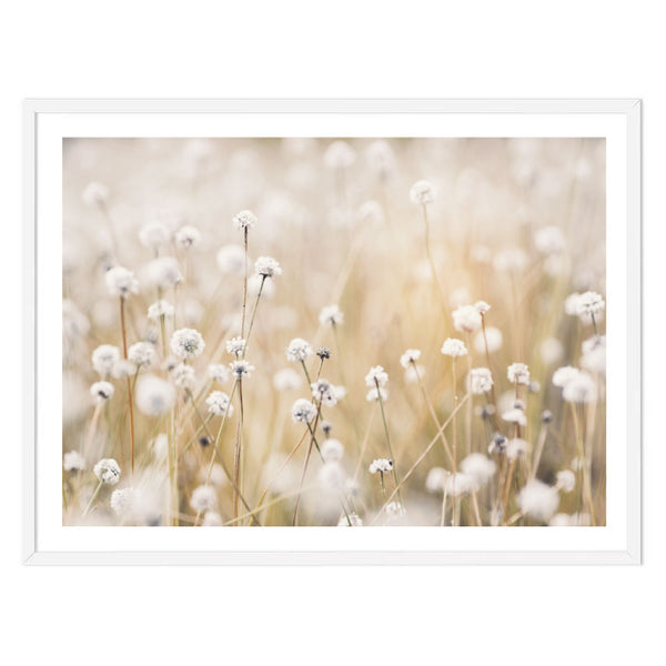 Dandelion Fields Print-Art for Interiors-Online Framed-Australian Made Wall Art-Milk n Honey Designs