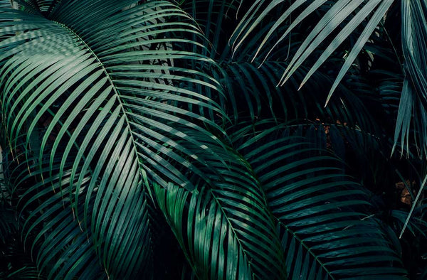 Dark Palms Print-Art for Interiors-Online Framed-Australian Made Wall Art-Milk n Honey Designs