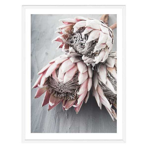 Dried Protea I Print-Art for Interiors-Online Framed-Australian Made Wall Art-Milk n Honey Designs