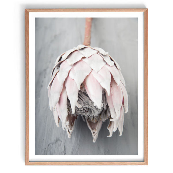 Dried Protea II Print-Art for Interiors-Online Framed-Australian Made Wall Art-Milk n Honey Designs