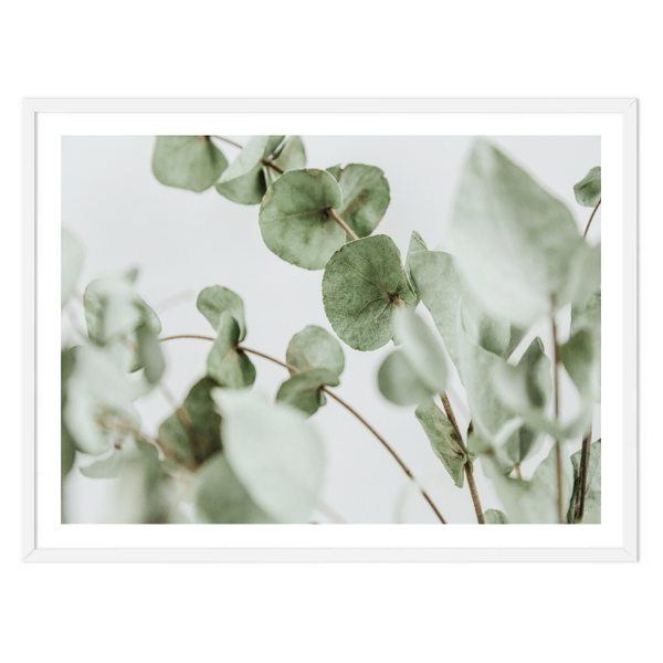 Eucalyptus Bunch Print