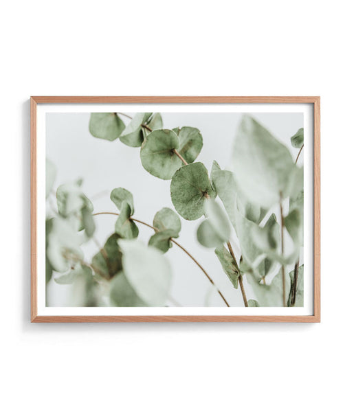 Eucalyptus Bunch Print