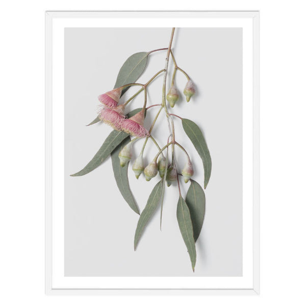 Flowering Gum Leaves Print