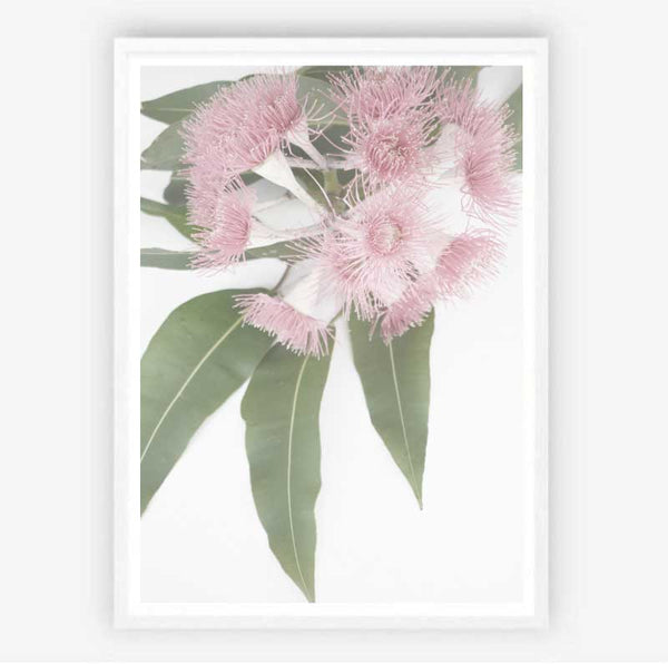 Flowering Gum Print-Art for Interiors-Online Framed-Australian Made Wall Art-Milk n Honey Designs