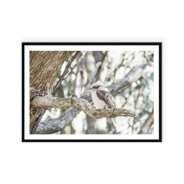 Kookaburra in the Gum Tree Print