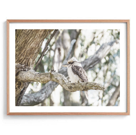 Kookaburra in the Gum Tree Print