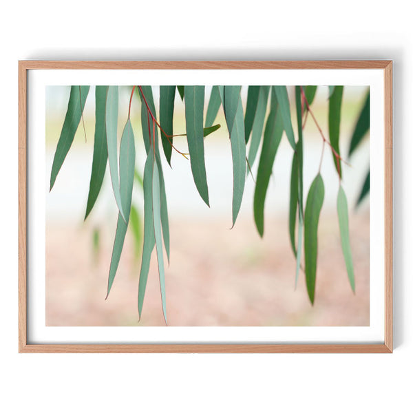 Among the Gum Trees Print-Art for Interiors-Online Framed-Australian Made Wall Art-Milk n Honey Designs