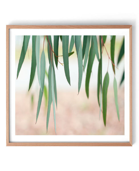 Among the Gum Trees Print-Art for Interiors-Online Framed-Australian Made Wall Art-Milk n Honey Designs
