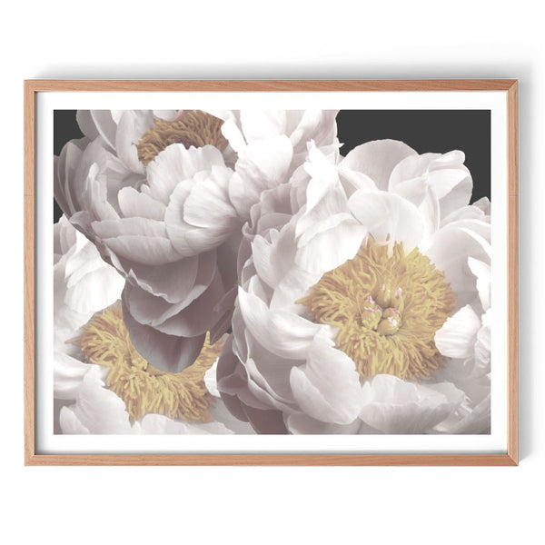 In Full Bloom Print-Art for Interiors-Online Framed-Australian Made Wall Art-Milk n Honey Designs