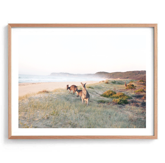 Grazing Beach Kangaroos Print