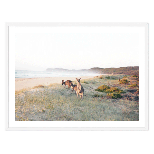 Grazing Beach Kangaroos Print