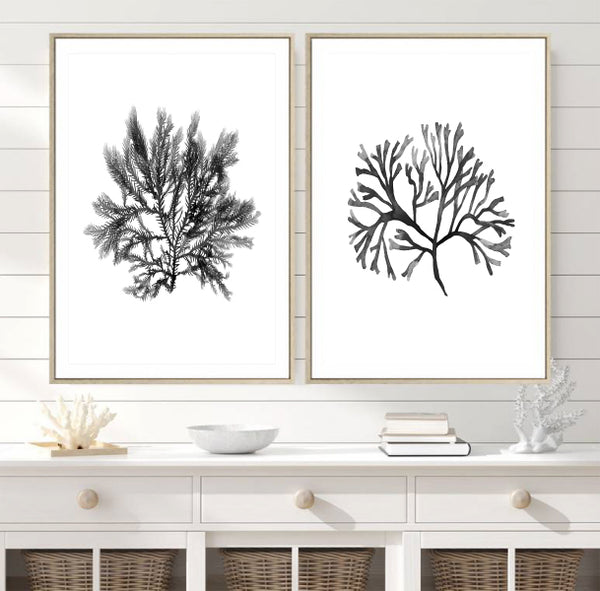 Monochrome Watercolour Seaweed & Coral Set of 2-Art for Interiors-Online Framed-Australian Made Wall Art-Milk n Honey Designs